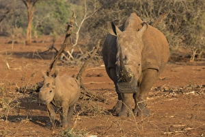 White rhino (Ceratotherium simum) cow with calf, Zimanga private game reserve, KwaZulu-Natal White rhino (Ceratotherium simum) cow with calf, Zimanga private game reserve, KwaZulu-Natal
