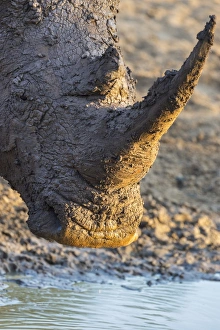 White rhino (Ceratotherium simum) with muddy face, Mkhuze game reserve, KwaZulu-Natal White rhino (Ceratotherium simum) with muddy face, Mkhuze game reserve, KwaZulu-Natal