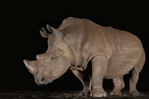 White rhino (Ceratotherium simum) at night, Zimanga private game reserve, KwaZulu-Natal White rhino (Ceratotherium simum) at night, Zimanga private game reserve, KwaZulu-Natal