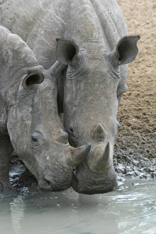 White rhinos (Ceratotherium simum) drinking, Mkhuze game reserve, KwaZulu-Natal White rhinos (Ceratotherium simum) drinking, Mkhuze game reserve, KwaZulu-Natal