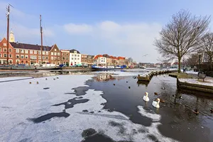 White swans in the frozen water of Spaarne river canal, Haarlem, Amsterdam district White swans in the frozen water of Spaarne river canal, Haarlem, Amsterdam district