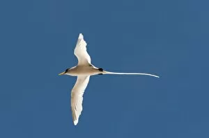 Related Images Gallery: White-tailed tropicbird (Phaethon lepturus), Fregate Island, Seychelles, Indian Ocean, Africa