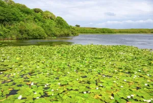 Prints of White water lilies bloom in Bosherston Lily Ponds during a cloudy day in Pembrokeshire, Wales, showcasing vibrant green pads and flowers Wales Prints: White water lilies bloom print, Bosherston Lily Ponds, cloudy day