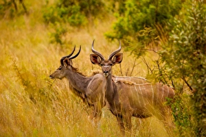 Wild African deer, at Kruger National Park, Johannesburg, South Africa, Africa Wild African deer, at Kruger National Park, Johannesburg, South Africa, Africa