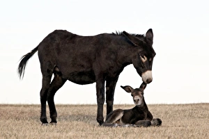 Wild burro (donkey) (Equus asinus) (Equus africanus asinus) jenny biting its foals ear Wild burro (donkey) (Equus asinus) (Equus africanus asinus) jenny biting its foals ear