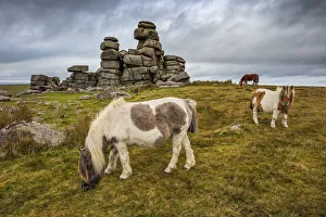 Wild Dartmoor ponies at Staple Tor near Merrivale, Dartmoor National Park, Devon, England Wild Dartmoor ponies at Staple Tor near Merrivale, Dartmoor National Park, Devon, England