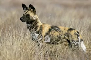 Images Dated 9th August 2008: Wild dog (painted hunting dog) (Lycaon pictus)