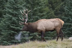 Canadian Rocky Prints: Wild Elk Print, Jasper National Park