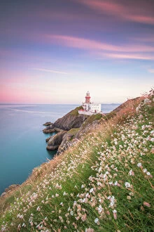 Wild flowers with Baily Lighthouse in the background, Howth, County Dublin, Republic of Ireland
