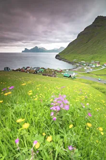 Wild flowers, Elduvik, Eysturoy Island, Faroe Islands, Denmark, Europe Wild flowers, Elduvik, Eysturoy Island, Faroe Islands, Denmark, Europe