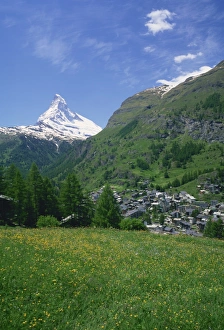 Wild flowers in a meadow with the town of Zermatt and Wild flowers in a meadow with the town of Zermatt and