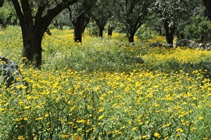 Olive Gallery: Wild flowers in olive grove