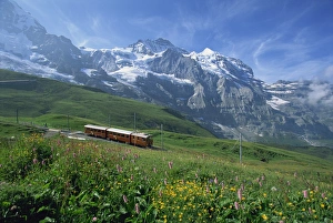 Wild flowers on the slopes beside the Jungfrau railway Wild flowers on the slopes beside the Jungfrau railway