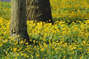 Wild flowers under trees by the roadside, Hayling Island, Hampshire, England, UK Wild flowers under trees by the roadside, Hayling Island, Hampshire, England, UK