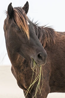 Wild mustang (banker horse) (Equus ferus caballus) in Currituck National Wildlife Refuge Wild mustang (banker horse) (Equus ferus caballus) in Currituck National Wildlife Refuge