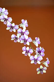 Cambodian Culture Collection: Detail of a wild orchid growing in Siem Reap, Cambodia, Indochina, Southeast Asia, Asia
