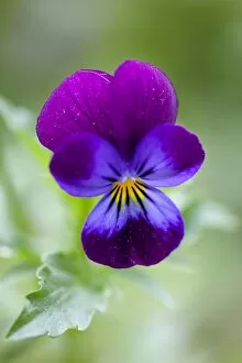 Fragile Gallery: Wild Pansy