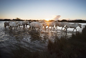 Wild white horses at sunset, Camargue, France, Europe Wild white horses at sunset, Camargue, France, Europe