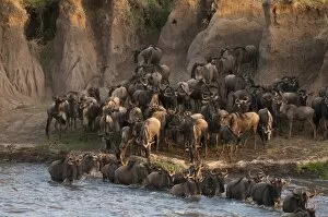 Wildebees t cros s ing Mara River during annual migration, Mas ai Mara, Kenya