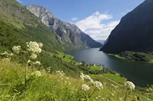 Fjord Gallery: Wildflower meadow overlooking Naeroyfjorden, Sogn og Fjordane, UNESCO World Heritage Site, Norway