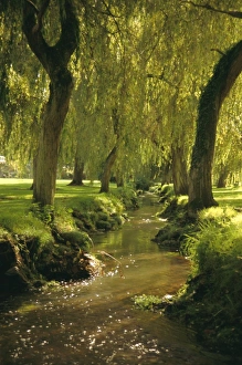 A small stream near Bolderwood in the New Forest Hampshire, taken  'contre-jour' meaning against the light Stock Photo - Alamy