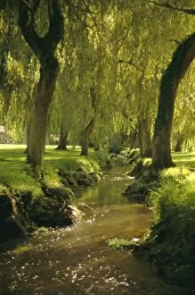 Summer Time Gallery: Willow trees by forest stream, New Forest, Hampshire, England, UK, Europe