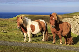 Images Dated 22nd September 2019: Windswept Shetland Ponies, a world famous unique and hardy breed, cliff tops of
