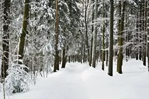 Images Dated 27th December 2010: Winter landscape, near Koenigsfeld, Black Forest, Baden-Wutttemberg, Germany, Europe