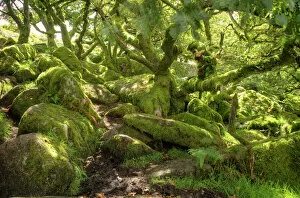 Serene Gallery: Wistmans Wood, ancient oak woodland, Dartmoor, Devon, England, United Kingdom, Europe
