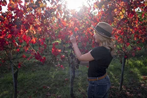 Woman with a hat in a red vineyard in autumn, Castelvetro di Modena, Emilia Romagna, Italy, Europe