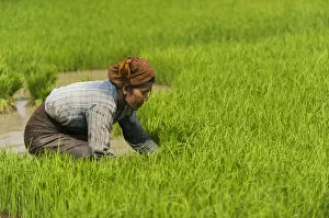 Images Dated 3rd April 2010: A woman near Inle Lake harvests young rice into bundles tol be re-planted spaced