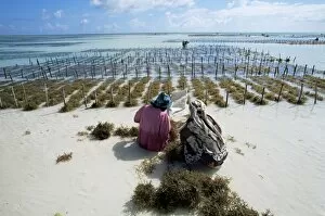 Algae Gallery: Two women working in seaweed cultivation, Zanzibar, Tanzania, East Africa, Africa