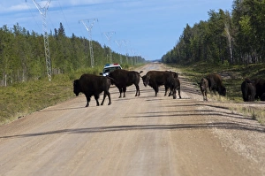 Wood Buffalo National Park, Northwest Territories, Canada, North America Wood Buffalo National Park, Northwest Territories, Canada, North America