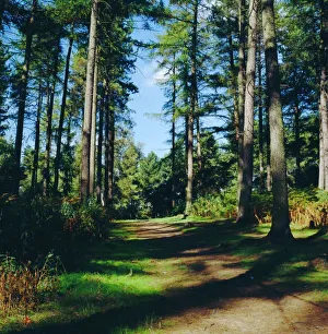 Prints of Woodland walk, Sherwood Forest, Edwinstowe, Nottinghamshire, England Nottinghamshire Prints: Sherwood Forest Woodland Walk Print