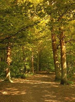 Woodland walk, Trent Park Country Park, near Cockfosters, North London Woodland walk, Trent Park Country Park, near Cockfosters, North London