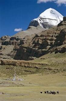 Far East Collection: Yak train approaches Tarboche, prayer flag pole in Lha Chu canyon, on the kora round sacred mountain