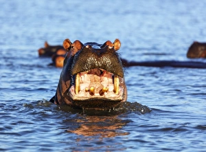 Yawning hippo (Hippopotamus amphibius), Isimangaliso Greater St. Lucia Wetland Park Yawning hippo (Hippopotamus amphibius), Isimangaliso Greater St. Lucia Wetland Park