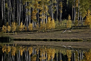 Yellow aspens among evergreens in the fall reflected in a lake Yellow aspens among evergreens in the fall reflected in a lake