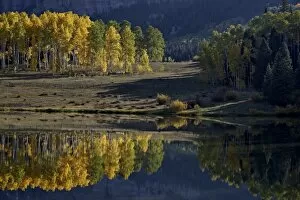 Images Dated 21st September 2012: Yellow aspens among evergreens in the fall reflected in a lake, Uncompahgre National Forest