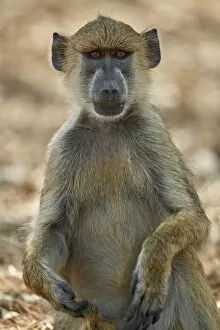 Selous Game Reserve Collection: Yellow baboon (Papio cynocephalus), Selous Game Reserve, Tanzania, East Africa, Africa