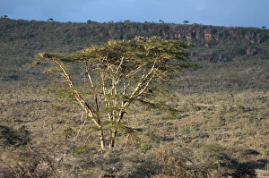Yellow barked acacia (fever tree) (Acacia xanthopholea), Loisaba Wilderness Conservancy Yellow barked acacia (fever tree) (Acacia xanthopholea), Loisaba Wilderness Conservancy