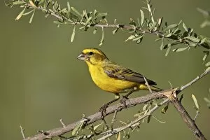Images Dated 25th February 2017: Yellow canary (Crithagra flaviventris), male, Kgalagadi Transfrontier Park, South Africa