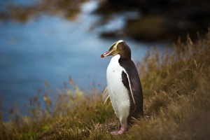 Yellow-eyed penguin (Megadyptes antipodes), Moeraki, South Island, New Zealand, Pacific Yellow-eyed penguin (Megadyptes antipodes), Moeraki, South Island, New Zealand, Pacific