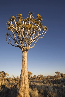Yellow flowers on quiver trees, Quiver Tree Forest, Keetmanshoop, Namibia, Africa Yellow flowers on quiver trees, Quiver Tree Forest, Keetmanshoop, Namibia, Africa