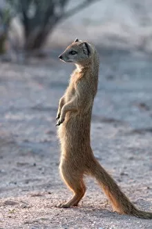 South Africa Gallery: Yellow mongoose (Cynictis penicillata) Kgalagadi Transfrontier Park, South Africa, Africa