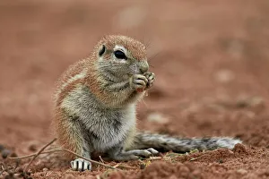 Young Cape ground squirrel (Xerus inauris) eating, Kgalagadi Transfrontier Park encompassing Young Cape ground squirrel (Xerus inauris) eating, Kgalagadi Transfrontier Park encompassing