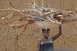 Related Images Gallery: Young girl carrying firewood on her head, Datcha-Attikpaye, Togo, West Africa, Africa