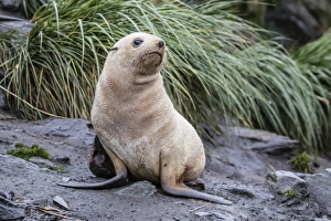 A young leucistic Antarctic fur seal (Arctocephalus gazella), blond due to lack of melanin A young leucistic Antarctic fur seal (Arctocephalus gazella), blond due to lack of melanin
