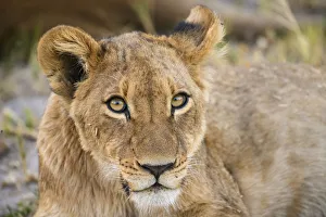Young Lion cub (Panthera leo), about 6 months old, Khwai Private Reserve, Okavango Delta Young Lion cub (Panthera leo), about 6 months old, Khwai Private Reserve, Okavango Delta