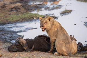 Young male lion (Panthera leo) on buffalo kill, Chobe National Park, Botswana, Africa Young male lion (Panthera leo) on buffalo kill, Chobe National Park, Botswana, Africa